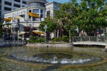 the grove